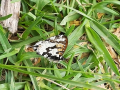 Uranothauma falkensteinii