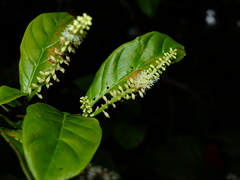 Coccoloba marginata