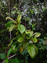 Coccoloba marginata