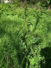 Rumex cristatus