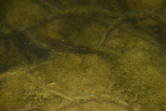 Macrobrachium nipponense