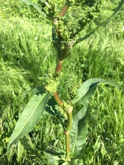 Rumex cristatus