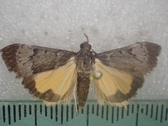 Uresiphita ornithopteralis