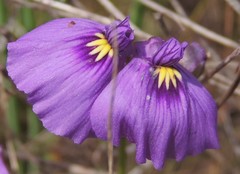 Utricularia beaugleholei