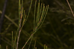 Allocasuarina defungens