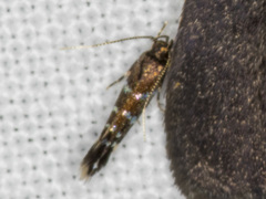 Stagmatophora argyrostrepta