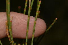 Allocasuarina defungens