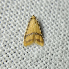 Hapaloteucha paragramma