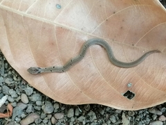 Oligodon sublineatus