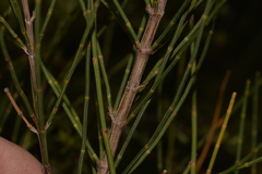 Allocasuarina defungens