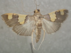 Rehimena phrynealis
