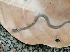 Oligodon sublineatus