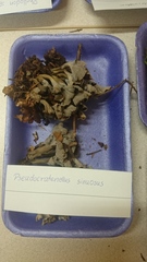 Craterellus sinuosus