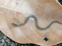 Oligodon sublineatus