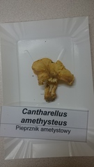 Cantharellus amethysteus