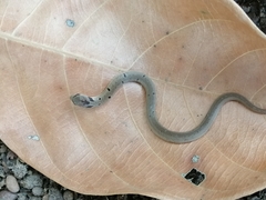 Oligodon sublineatus