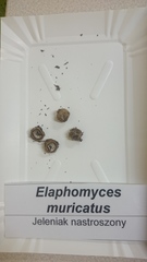 Elaphomyces muricatus