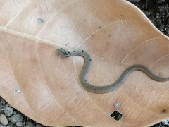 Oligodon sublineatus