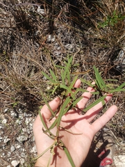 Croton linearis image