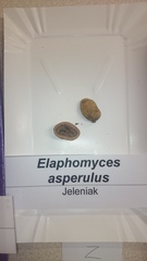 Elaphomyces granulatus asperulus