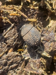 Epirinus flagellatus