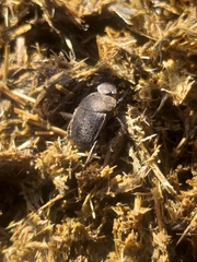 Epirinus flagellatus