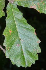 Quercus peduncularis