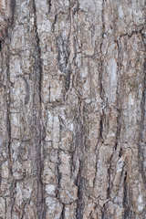 Quercus peduncularis