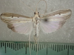Euclasta maceratalis