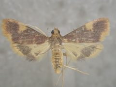 Emphylica xanthocrossa