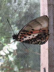 Charaxes zingha