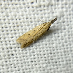 Dichomeris acuminatus