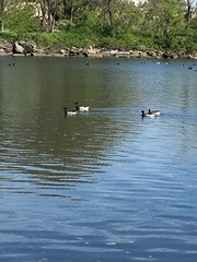 Branta bernicla