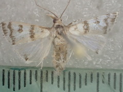 Canuza