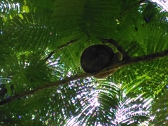 Cyclopes didactylus