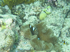 Amphiprion akindynos