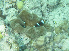 Amphiprion akindynos