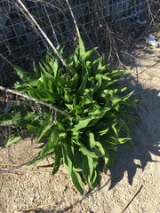Solidago sempervirens