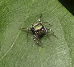 Chapoda