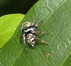 Chapoda