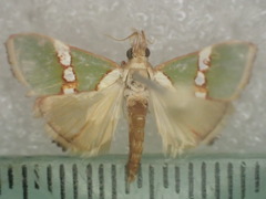 Anassodes mesozonalis