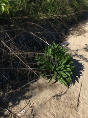 Solidago sempervirens