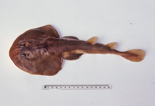 Tasmanian numbfish (Narcine tasmaniensis) — Narcinidae — 2