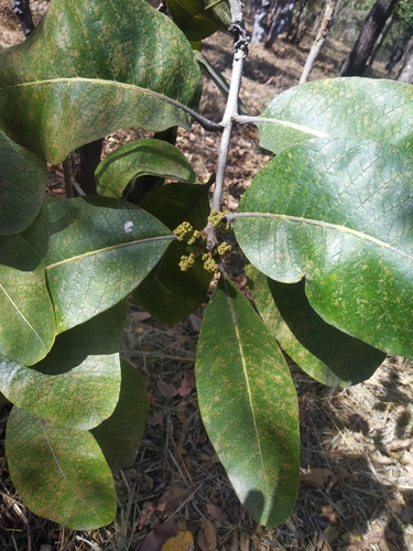 Image of Buchanania cochinchinensis by no rights reserved