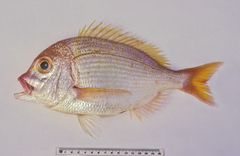 Dentex spariformis