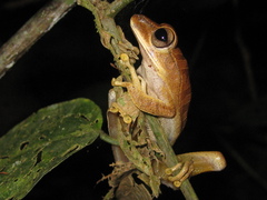 Boana raniceps