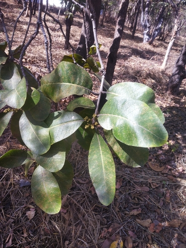 Image of Buchanania cochinchinensis by no rights reserved