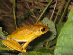 Boana multifasciata