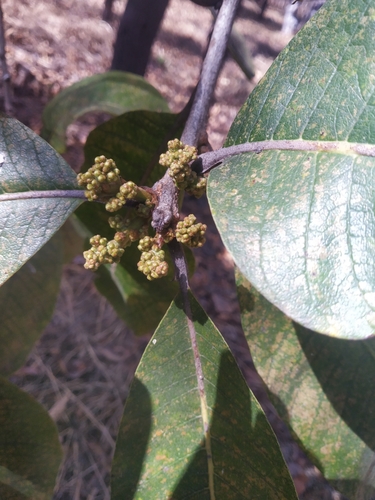 Image of Buchanania cochinchinensis by no rights reserved