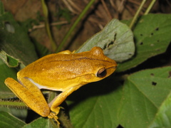 Boana multifasciata